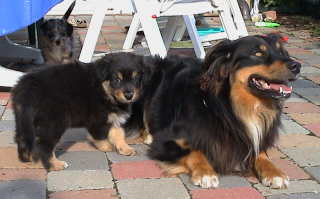 Floyd mit Welpe