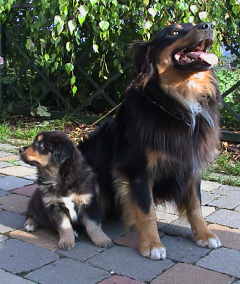 Floyd mit Welpe