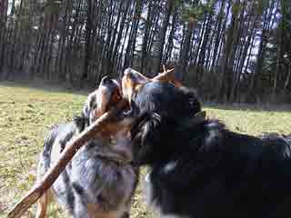 Murphy und Simba