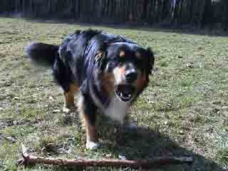 Murphy