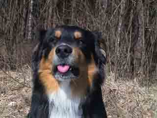 Murphy