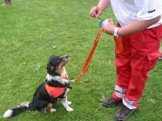 Pie der Rettungshund