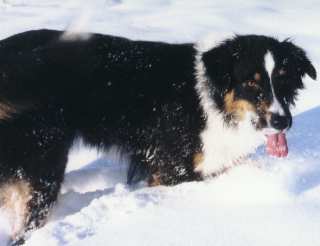 Ronja Schnee