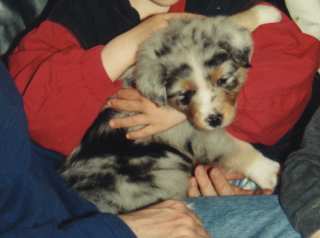 Simba als Baby