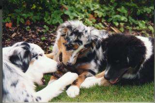 Findus, Simba und Pino