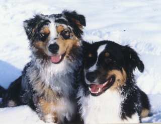 Simba und Ronja im Schnee