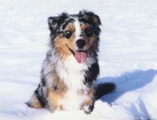 Simba Schnee
