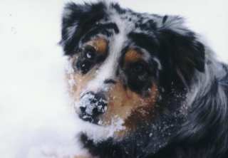 Simba Schnee