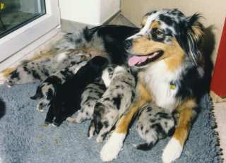 Simba mit Welpen