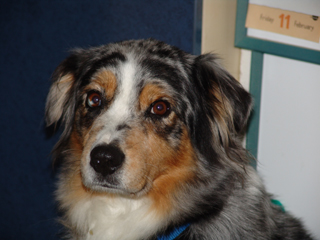 Simba 2005