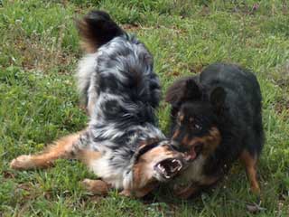Hexe und Holly, 8 Monate alt