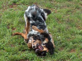 Hexe und Holly, 8 Monate alt