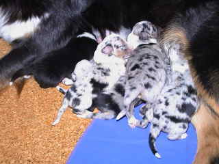 Puppies 1