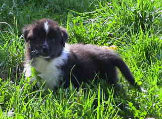 Simba Wurf 2 Lfd-Nr. 2 R&uuml;de