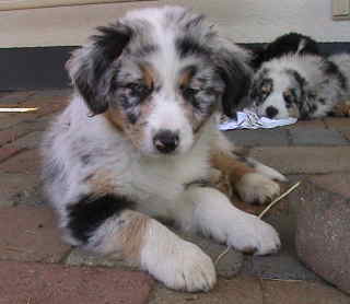 Simba Wurf 2 Lfd-Nr. 6 H&uuml;ndin