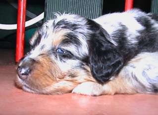 Ronja Wurf 2 Lfd-Nr. 1 R�de