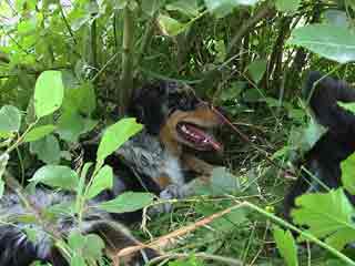 Ronja Wurf 2 Lfd-Nr. 1 R�de
