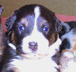 Ronja Wurf 2 Lfd-Nr. 2 H�ndin
