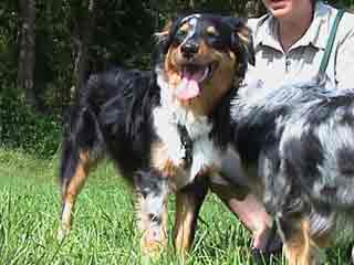 Ronja Wurf 2 Lfd-Nr. 4 H�ndin