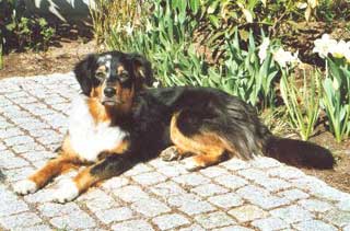 Ronja Wurf 2 Lfd-Nr. 4 H�ndin
