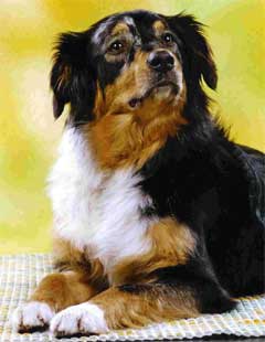 Ronja Wurf 2 Lfd-Nr. 4 H�ndin