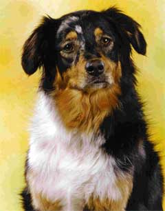 Ronja Wurf 2 Lfd-Nr. 4 H�ndin