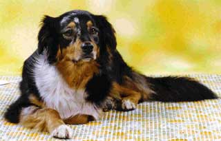 Ronja Wurf 2 Lfd-Nr. 4 H�ndin