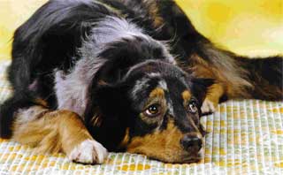 Ronja Wurf 2 Lfd-Nr. 4 H�ndin