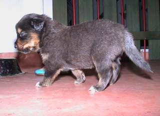 Ronja Wurf 2 Lfd-Nr. 5 R�de
