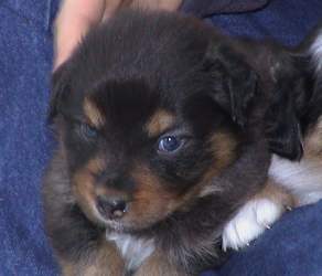 Ronja Wurf 2 Lfd-Nr. 5 R�de
