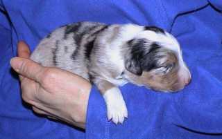 Ronja Wurf 2 Lfd-Nr. 6 R�de