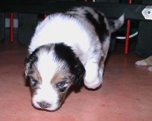 Ronja Wurf 2 Lfd-Nr. 7 R�de