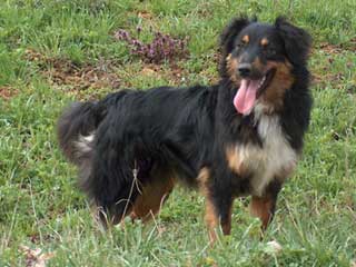 Ronja Wurf 3 Lfd-Nr. 3 H�ndin