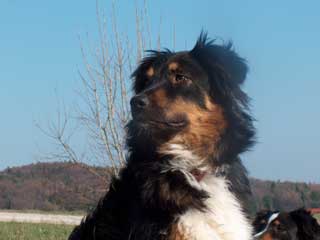 Ronja Wurf 3 Lfd-Nr. 3 H�ndin