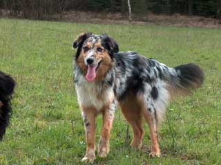 Ronja Wurf 3 Lfd-Nr. 6 H�ndin