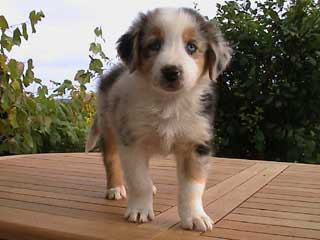 Ronja Wurf 3 Lfd-Nr. 7 R�de