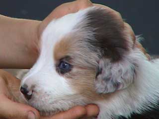 Ronja Wurf 3 Lfd-Nr. 7 R�de