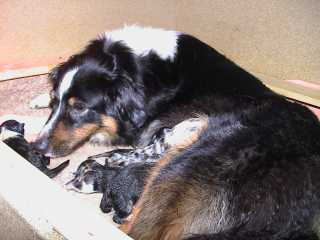 Puppies 1