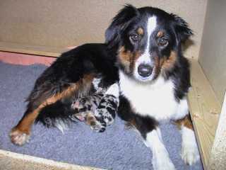 Puppies 2