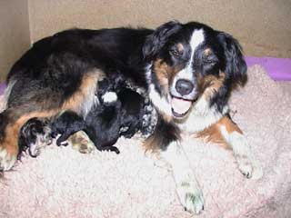 Puppies 1