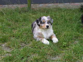 Simba Wurf 1 Lfd-Nr. 2 H&uuml;ndin