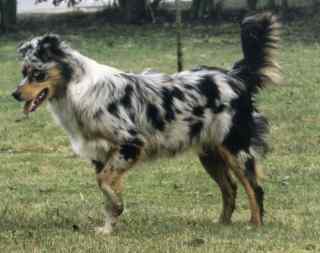 Simba Wurf 1 Lfd-Nr. 3 H&uuml;ndin