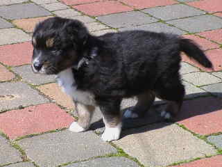 Simba Wurf 2 Lfd-Nr. 1 R&uuml;de
