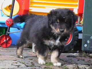 Simba Wurf 2 Lfd-Nr. 3 R&uuml;de