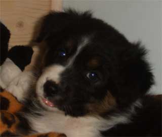 Simba Wurf 3 Lfd-Nr. 4 R&uuml;de