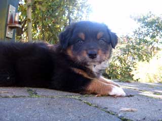 Simba Wurf 2 Lfd-Nr. 6 H&uuml;ndin