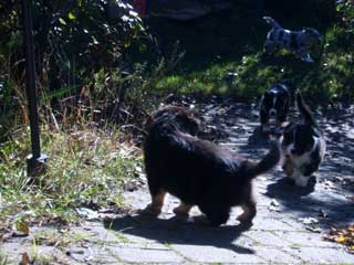 Simba Wurf 3 Spiel